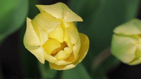 Two caps of yellow tulips sway in the wind against the background of green leaves and earth. View of the video from above.