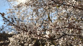 Beautiful pink flowers blooming tree branches with sunlight in spring video