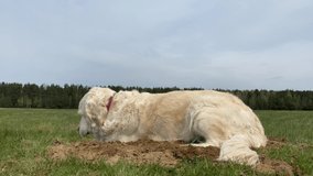 funny video - golden retriever digs a hole in the field