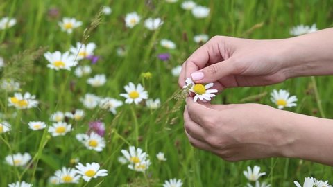 Closeup view video of two manicured female hands of woman holding in hands one white daisy flower and tears off petals.