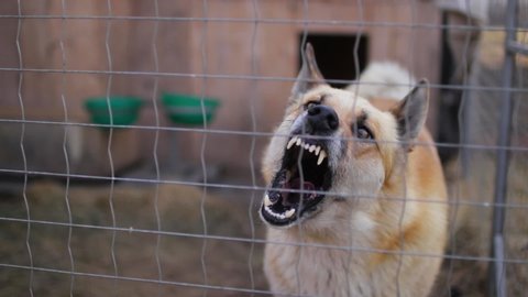 Angry dog barking in a cage.