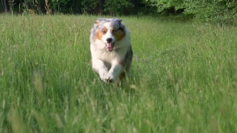 beautiful dog run  isolated in the grass, austalian shepherd blue merle , slow motion.Moment of  happy dog ride in tall field grass