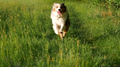 beautiful dog run isolated in the grass, austalian shepherd blue merle , slow motion.Moment of  happy dog ride in tall field grass