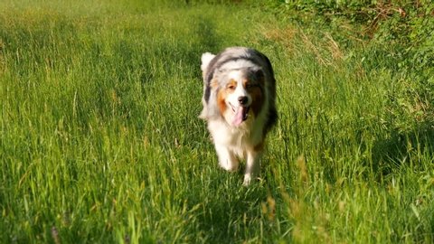 pretty dog walk isolated in the grass, austalian shepherd blue merle , slow motion.Moment of  happy dog ride in tall field grass