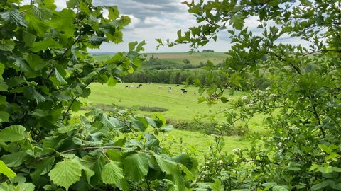 View from Bush in the Countryside of Cows on an English Farm in Kent, South East England