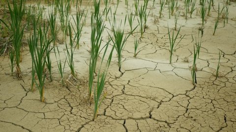 Drought cracks pond wetland, swamp very drying up the soil crust earth climate change, environmental disaster and earth cracked very, death for plants and animals, soil dry degradation