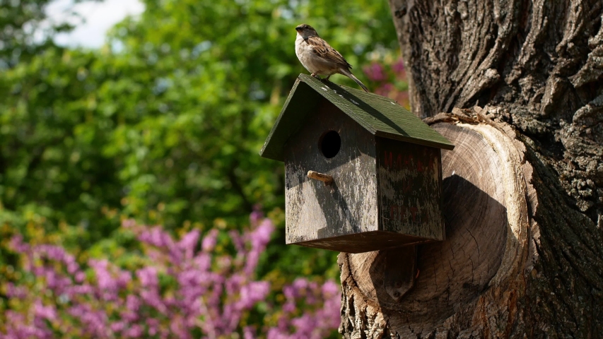 A pair of house sparrows at their birdhouse during a nesting period in spring. House sparrow sits at a post near a bird