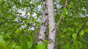 Сlose-up view of birch tree trunks and leaves 4k high bitrate video