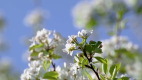 Pear tree spring delicate romantic white flowers bloom in garden close-up with green leaves and blurred blue sky waving slow-motion video