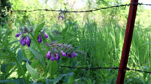 Comfrey and it's purple blooms sway in the breeze as it grows on a fence row