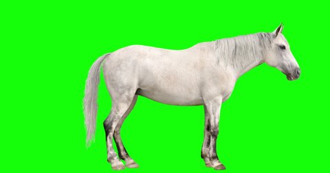 Animated white horse with loopable gait cycles, isolated on green background. The horse goes from standing position to walk, to trot, to canter, to run, and back down to standing. 