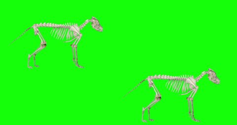 A wolf (or dog) skeleton doing a variety of loopable actions on a green background. The wolf howls, stand, sits, walks, stalks, trots, runs, sits down, lies down, sits up, and stands up.