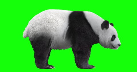 Animated panda bear (giant panda) sits down and eats bamboo for 25 seconds, isolated on a green background. 