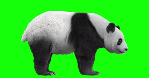 Animated panda bear with loopable walk and trot gait cycles, isolated on green background. Simply edit out any gait and loop it to get a continuous action. 