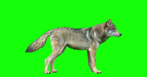 Animated wolf performing a variety of actions and loopable gaits over a green background. Includes stand, walk, trot, run, sit down and howl, lay down, sit up, and stand up. 
