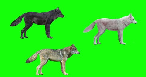 Three animated wolves with loopable gait cycles, isolated on a green background. Includes walk, trot, run, sit down, howl, lay down, sit up, stand up. 