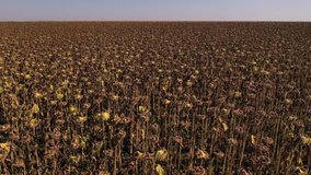 Aerial 4k drone clip showing severe drought conditions affecting the sunflower crop fields