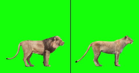 Animated male and female lions performing a number of actions on a green background. The lions go from a standing position, to lying down, to standing up, to roaring, to stalking (creeping), to runnin