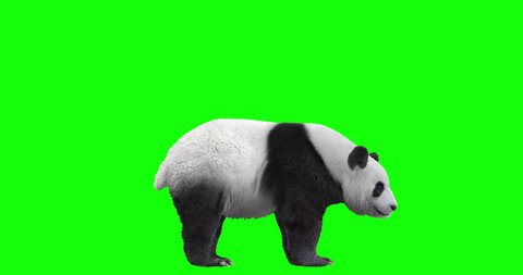 Animated panda bear (giant panda) on a green background. Standing up on two legs, then falling and lying on its back with its paws in the air, then getting up and doing somersaults (loopable).