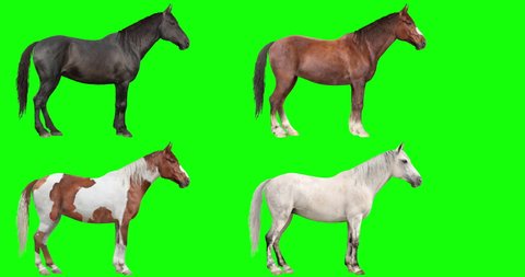 Four animated horses slowly walking as they graze, isolated on a green background. 