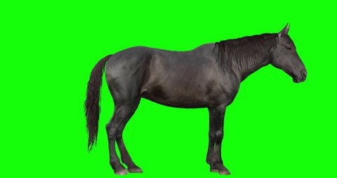Animated black horse with loopable gait cycles, isolated on green background. The horse goes from standing position to walk, to trot, to canter, to run, and back down to standing. 