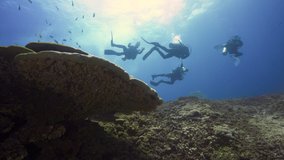 flyover over coral reef with fish and scuba divers