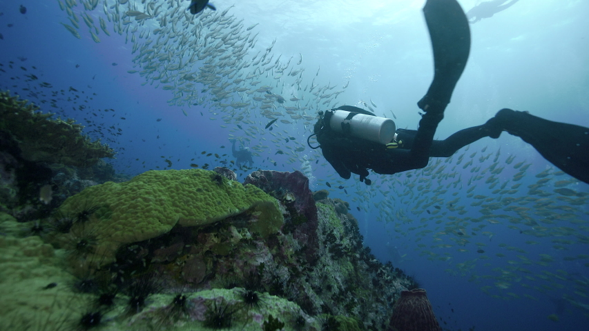4k high quality SCUBA diving towards big school of fish  | Shutterstock HD Video #1052334457