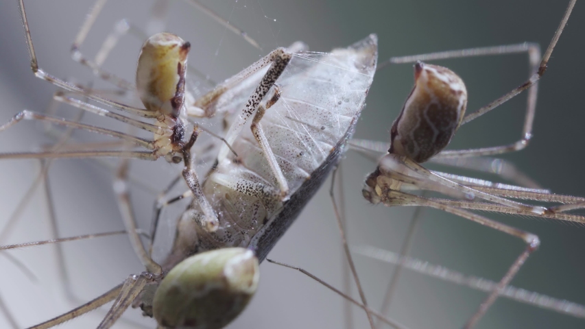 Daddy Long-legs image - Free stock photo - Public Domain photo - CC0 Images