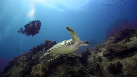 Female SCUBA diving with sea turtle koh tao thailand