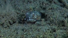 Napoleon Snake Eel - Ophichthus bonaparti. Underwater video 4k. Underwater world, diving in Tulamben and Amed, Bali, Indonesia.