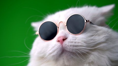 Close portrait of white furry cat in fashion sunglasses. Studio footage. Luxurious domestic kitty in glasses poses on green background wall.