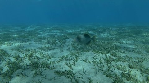 Triggerfish slowly swim above seabed covered with green seagrass. Yellowmargin Triggerfish (Pseudobalistes flavimarginatus)