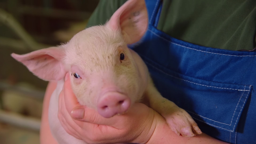 Cute funny little pig in the hands of female farmer, snout close up. save domestic animals, livestock Royalty-Free Stock Footage #1052355775
