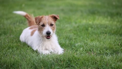 Happy cute funny friendly small jack russell terrier pet dog puppy wagging his tail in the grass and smiling