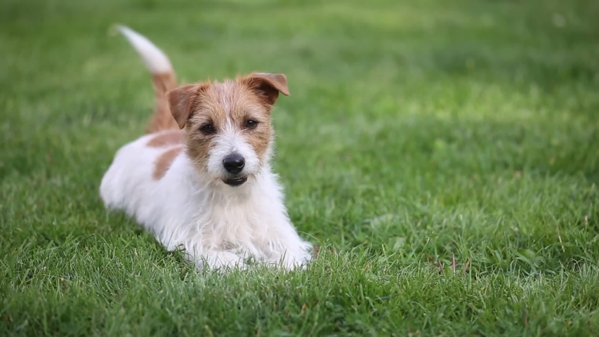 Happy cute funny friendly small jack russell terrier pet dog puppy wagging his tail in the grass and smiling | Shutterstock HD Video #1052357578