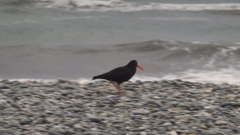 Black Oystercatchers (Haematopus bachmani) walking on the seashore of a beautiful beach. Bird walking on a beach of rocks with waves view
