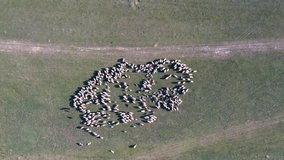 Aerial 4k video of grazing sheep flock on spring field.