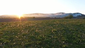 Aerial 4k video of beautiful sunset over endless lush pastures and spring fields full with dandelions.