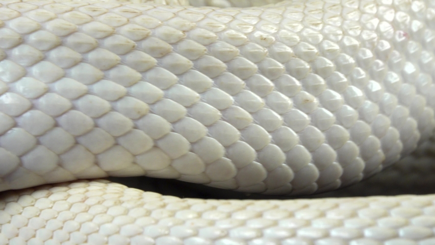 Texas rat snake isolated on a white background in studio. Close up. Macro Royalty-Free Stock Footage #1052365957