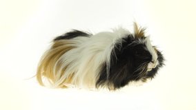 Fluffy Sheltie guinea pig eating isolated on a white background in studio. Close up
