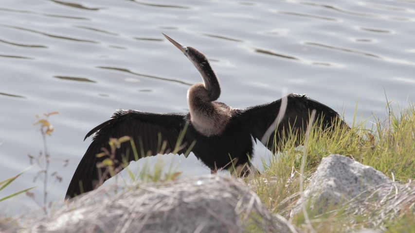 Anhinga spreading and sunning wings by water