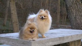 Slow motion footage video og two pomeranian dogs in forest. Soft focus.