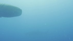 Underwater video taken by a scuba diver. Whale Sharks is swimming under the sea.
