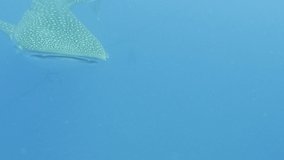 Underwater video taken by a scuba diver. Whale Sharks is swimming under the sea.
