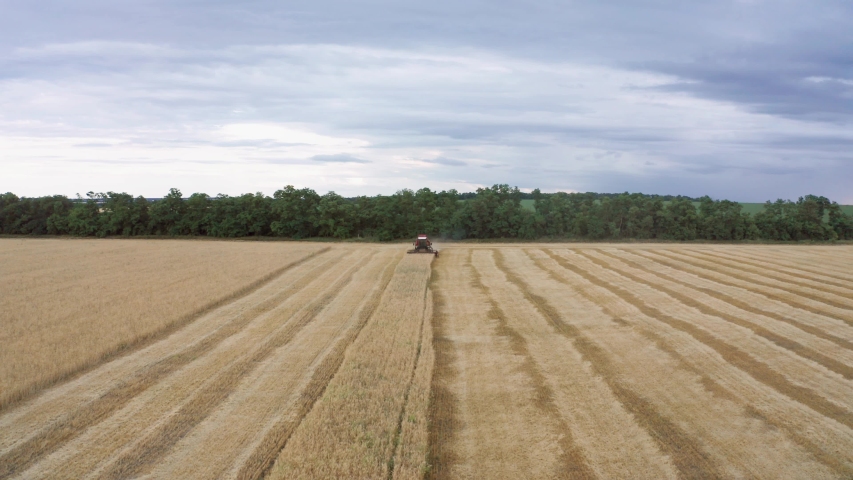 Combine harvester harvests wheat in the field at sunset in autumn in Russia. view from a height of equipment and field.