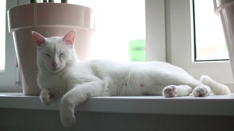 A beautiful white cat lies on a windowsill. Wakes up and looks around. Turkish Angora cat.
