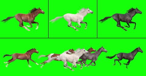 Animated herd of six horses running, and three individual galloping horses, isolated on green background. Create your own herd with the individual brown, white, and black horses. 