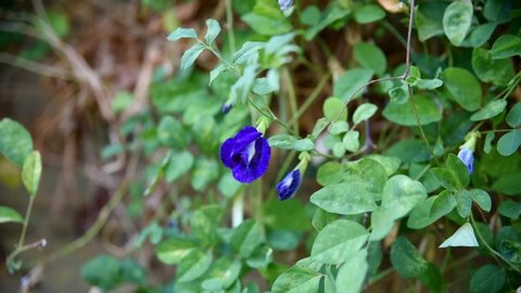 Clitoria ternatea: the blue clitoris flower blooms on a vine in the garden in summer