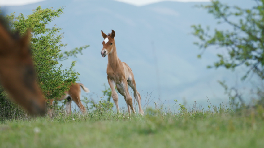 Foal Running Alone By Itself With Adult Horses Grazing Around The Meadow On A Sunny Day - Panning Left Shot Royalty-Free Stock Footage #1052388178