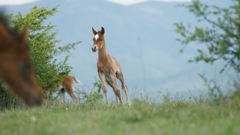 Foal Running Alone By Itself With Adult Horses Grazing Around The Meadow On A Sunny Day - Panning Left Shot